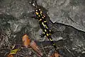 Vuursalamander (Salamandra salamandra) op de helling van de Czertezik (772 m).