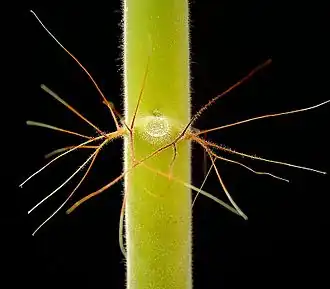 Steunblaadjes in de vorm van klierharen bij Jatropha spicata