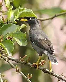 Acridotheres javanicus