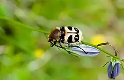 Trichius fasciatus, rugzijde