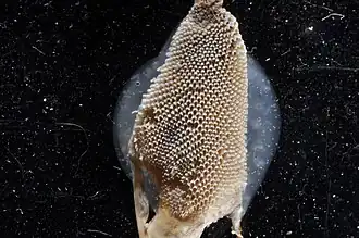 Jellyella tuberculata