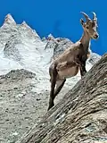 Jonge Alpensteenbok nabij de col du Soufre (2 817 m).