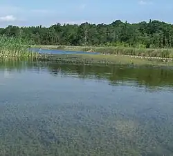 Associatie van stekelharig kransblad in Nationaal Park Wielkopolska
