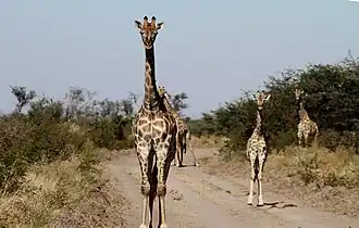 Giraffen
