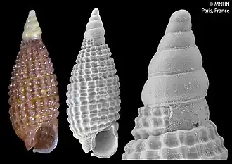 Joculator acuminatus