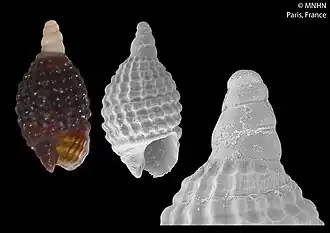 Joculator carpatinus