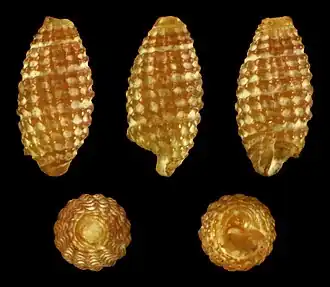 Joculator minutissimus