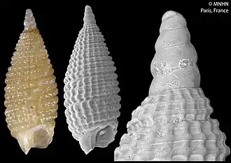 Joculator subconicus