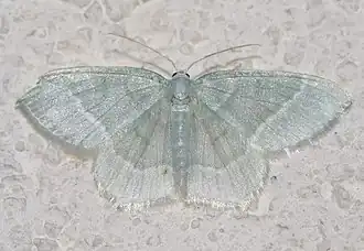 Melkwitte zomervlinder