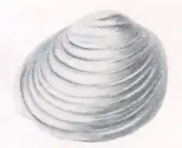 Pisidium clessini