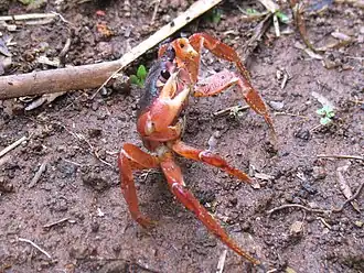 Johngarthia lagostoma