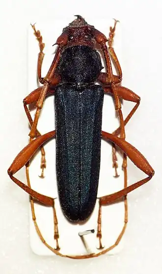 Jonthodina sculptilis