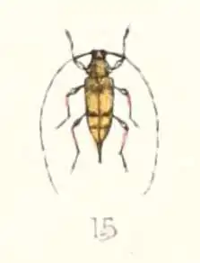 Jordanoleiopus mocquerysi