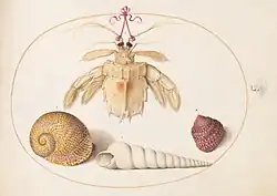 Animalia Aqvatilia et Cochiliata (Aqva)