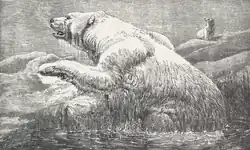 IJsbeer (Ursus maritimus)