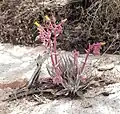 Dudleya saxosa