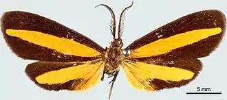 Josia subcuneifera