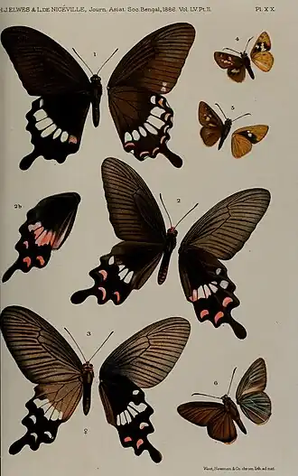 Papilio pitmani