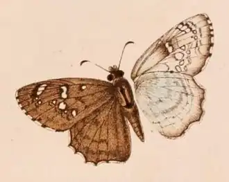Caprona alida