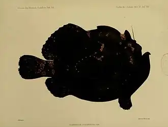 Fowlerichthys senegalensis