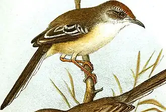 Roodmaskerprinia