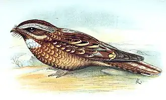 Doornstruiknachtzwaluw