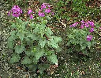 Judaspenning (geslacht)