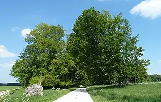 Natuurmonument Judenbusch