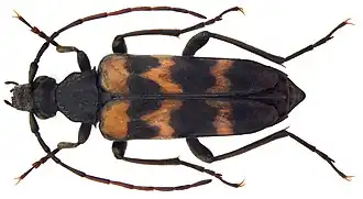 Judolia sexmaculata