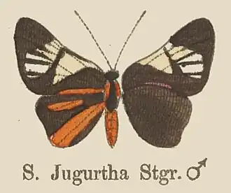 Symmachia jugurtha