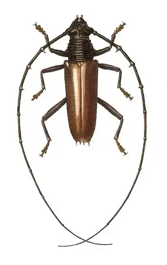 Juiaparus mexicanus