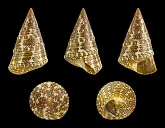 Cantharidus polychroma