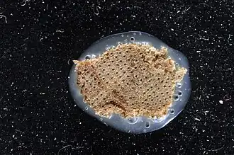 Jullienula hippocrepis