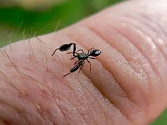 Harmochirus brachiatus