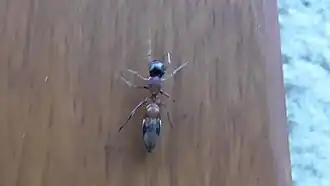 Myrmarachne elongata