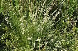 Habitus van een bloeiend exemplaar