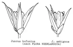 Greppelrus (links), Zilte greppelrus (rechts)