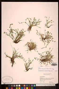 Herbarium