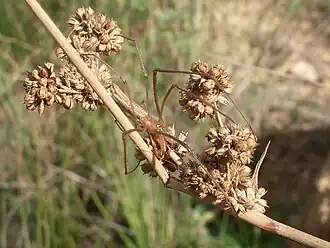 Tetragnatha australis