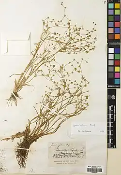 Herbarium exemplaar