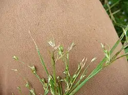 Bloeiwijze met vruchten