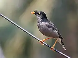 Exemplaar uit West-India.