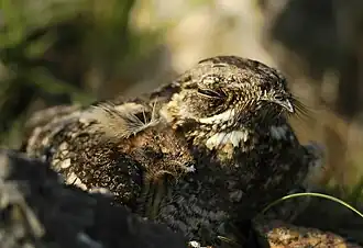 Indische nachtzwaluw met jong