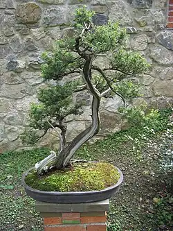 Bonsai van een heilige jeneverbes