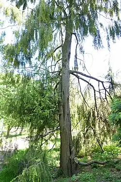 Exemplaar in het Morris Arboretum