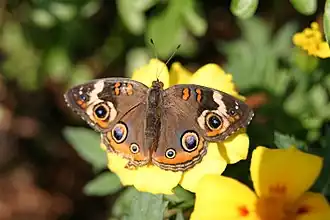 Junonia coenia