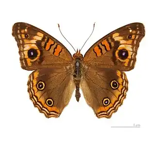 Junonia evarete