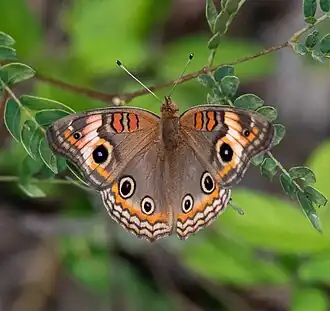 Junonia neildi