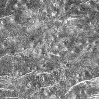 Een deel van Jurate Colles, een veld van kleine vulkanen. Radarbeeld van de ruimtesonde Magellan