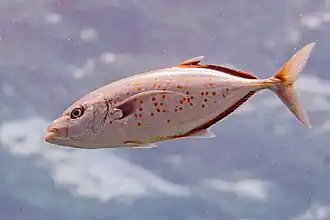 Carangoides bajad